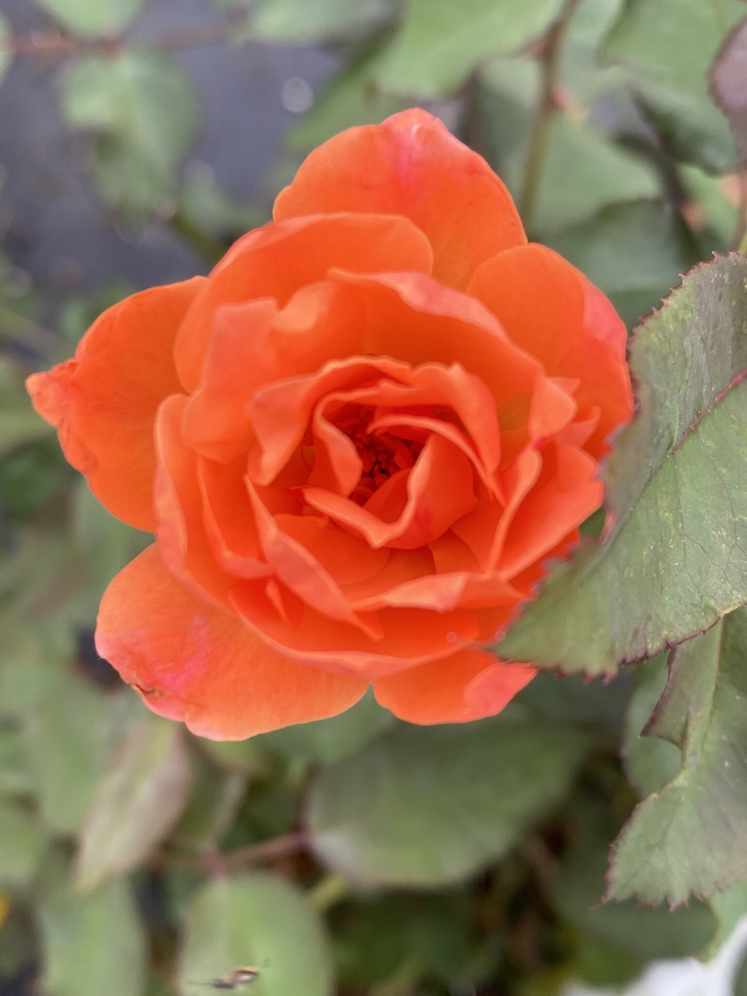 CORAL KNOCK OUT ROSE BUSH, 3 GALLON