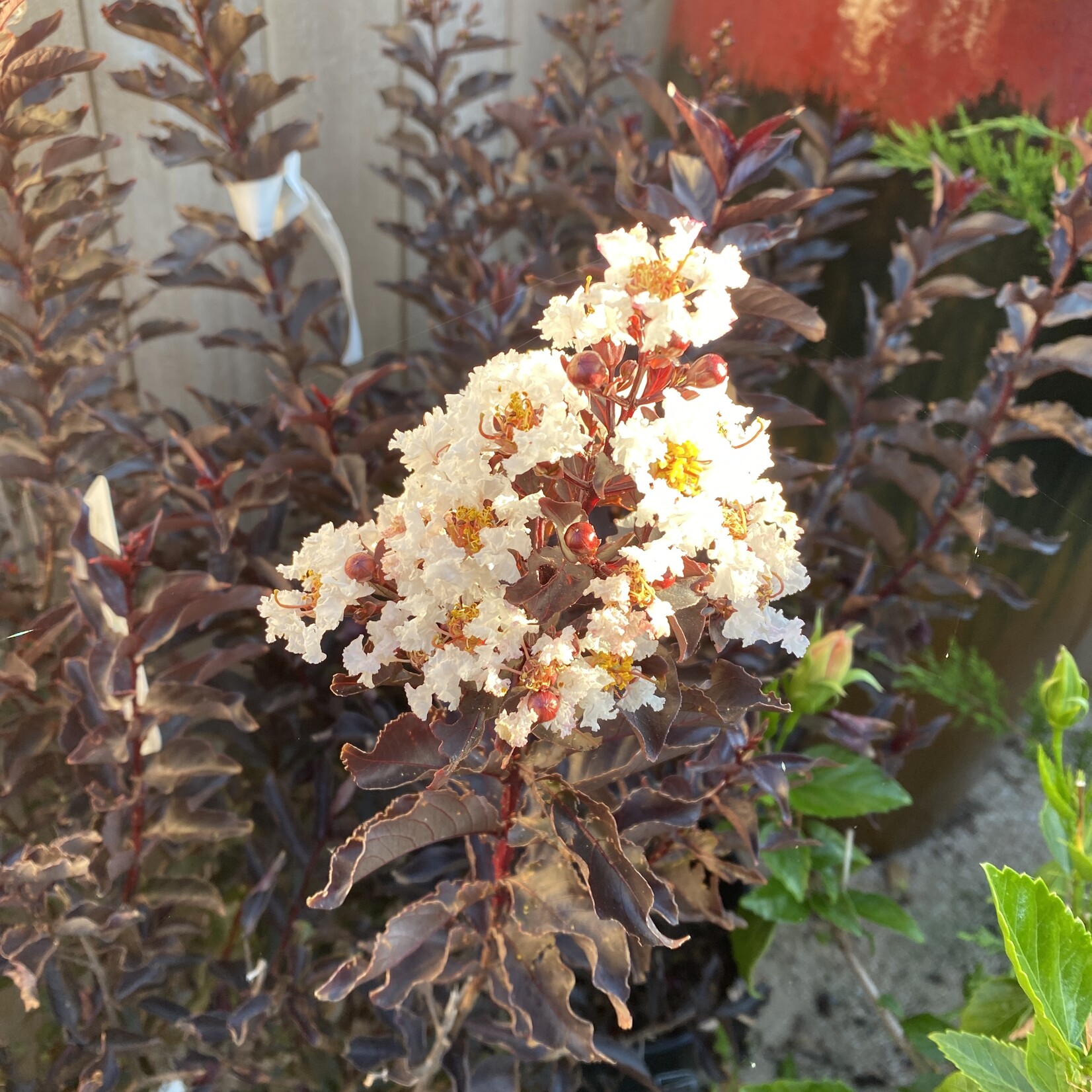 Crape Myrtle, 'Ebony & Ivory' 3G (black leaves white flowers)