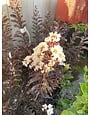 'EBONY AND IVORY' CRAPE MYRTLE PLANT, 3 GALLON
