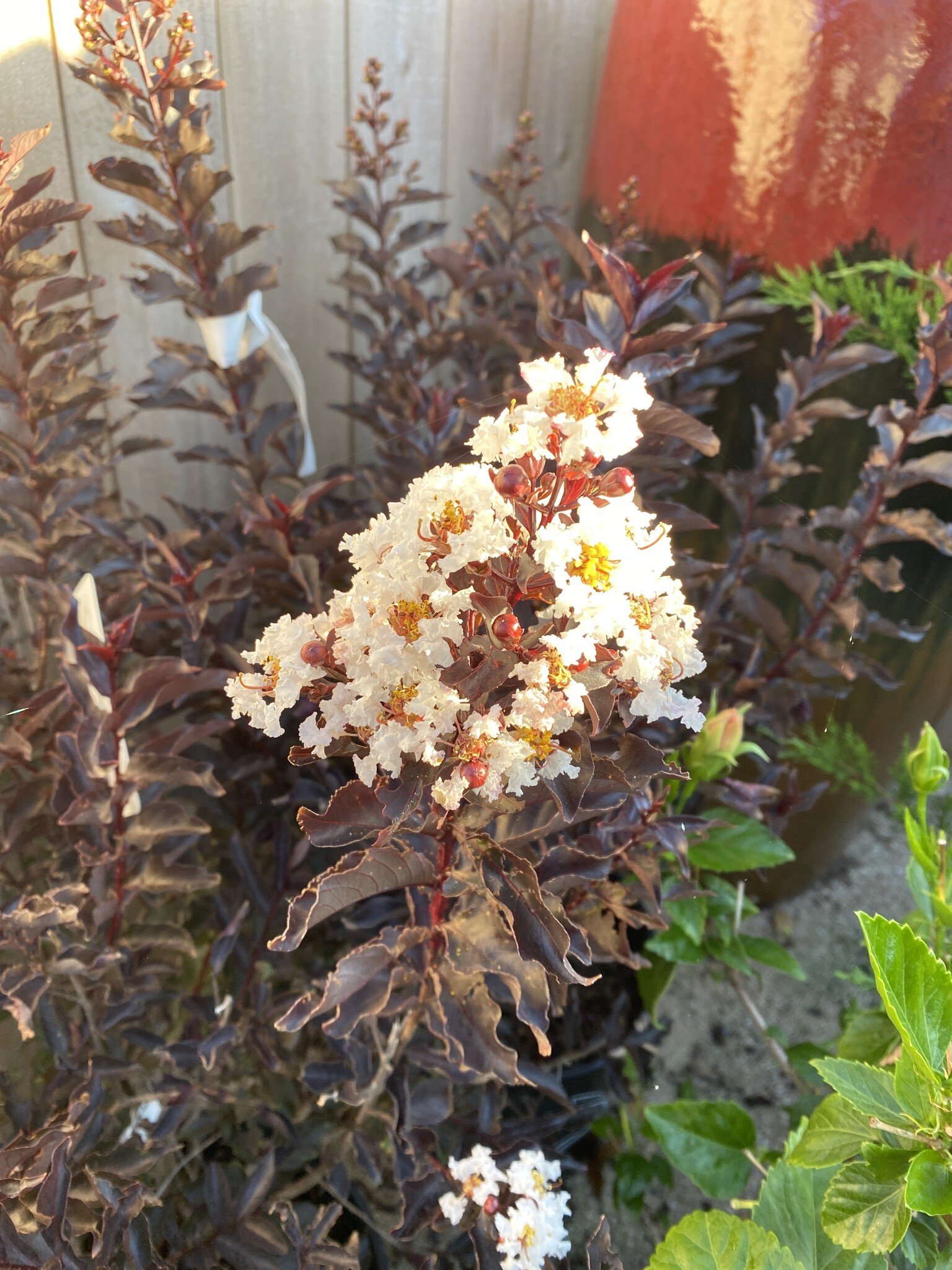 'EBONY AND IVORY' CRAPE MYRTLE PLANT, 3 GALLON