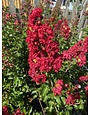 'DYNAMITE' RED CRAPE MYRTLE PLANT, 3 GALLON