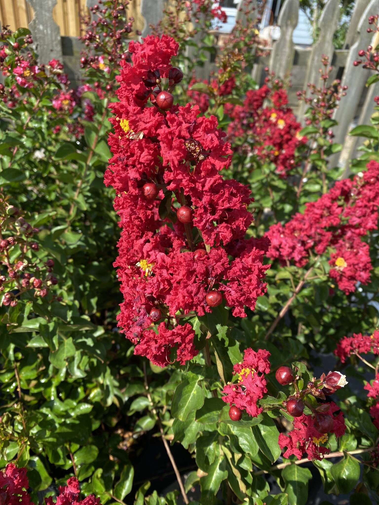 'DYNAMITE' RED CRAPE MYRTLE PLANT, 3 GALLON