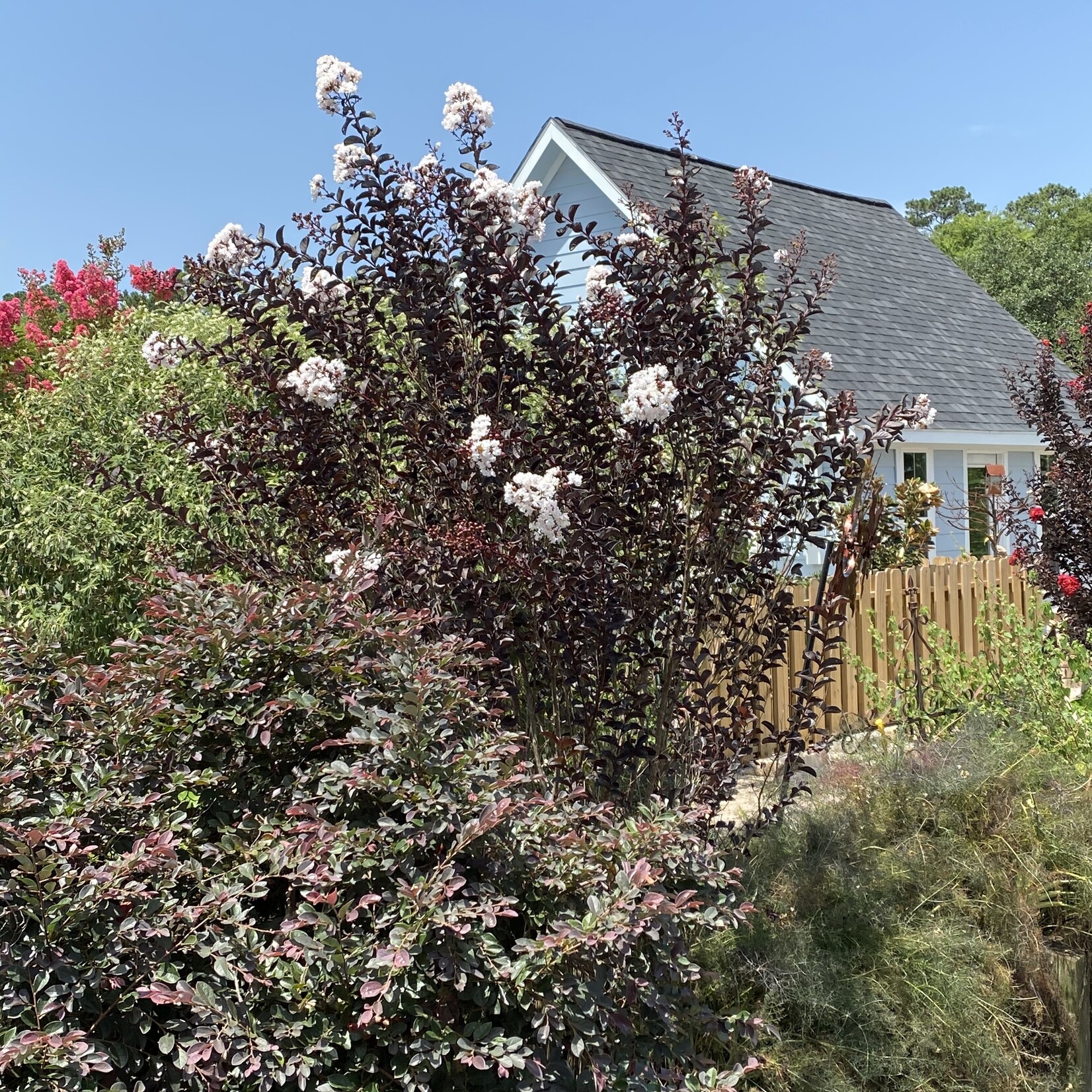 Crape Myrtle, 'Ebony & Ivory' 3G (black leaves white flowers)