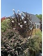'EBONY AND IVORY' CRAPE MYRTLE PLANT, 3 GALLON