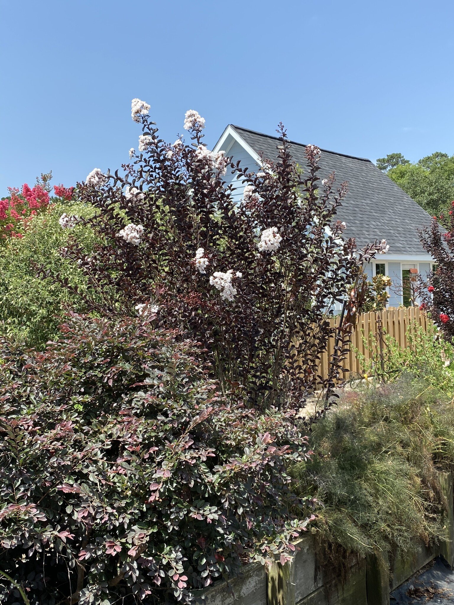 'EBONY AND IVORY' CRAPE MYRTLE PLANT, 3 GALLON