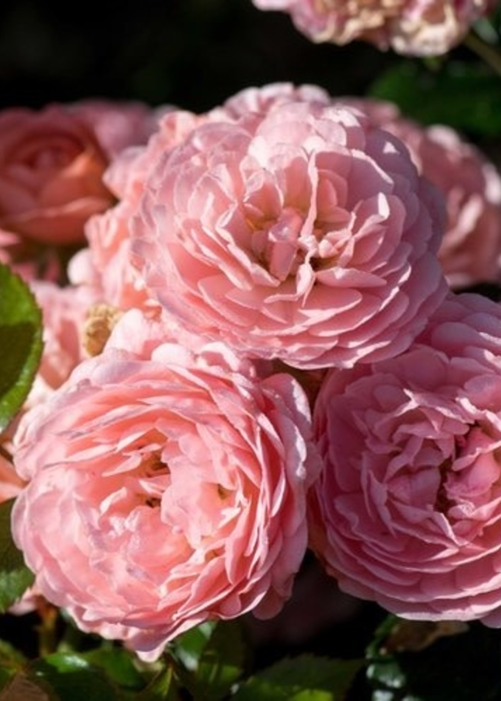 'APRICOT DRIFT' ROSE 3GGROWERS OUTLET WILLIS, TEXAS Growers Outlet