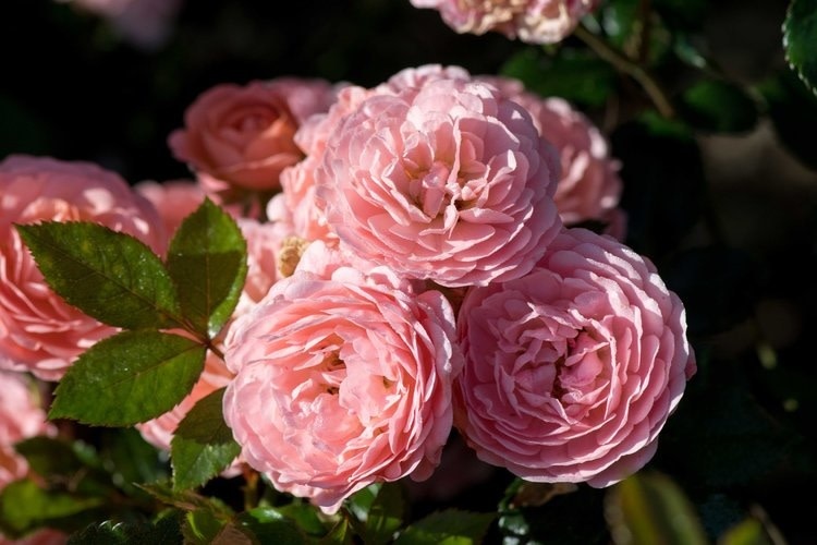 Drift Apricot Rose 3 Gallon - Rosa 'Drift Apricot'