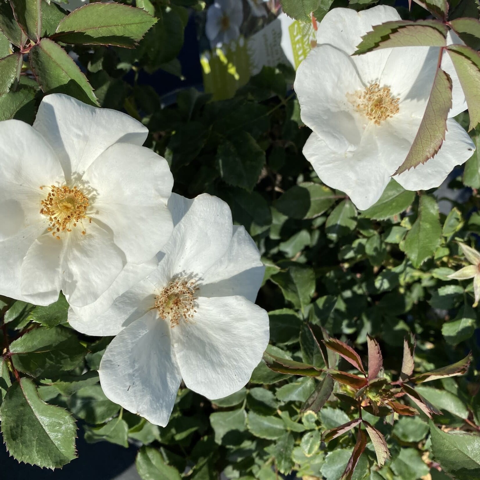 ROSE, 'KNOCK OUT' WHITE 3G