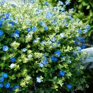EVOLVULUS, 'BLUE DAZE', 1G.