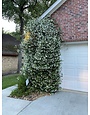 Star Jasmine 1 Gallon - Trachelospermum jasminoides