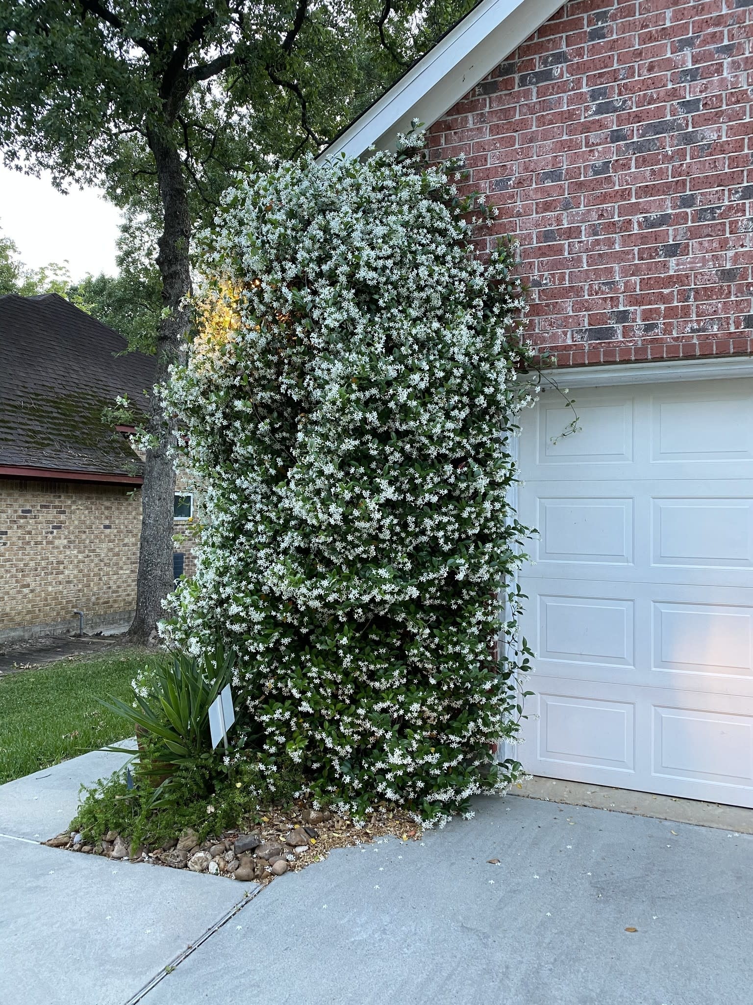Star Jasmine 1 Gallon - Trachelospermum jasminoides