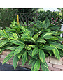 VARIEGATED GINGER PLANT, 3 GALLON