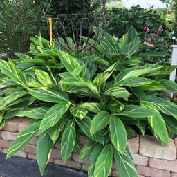 VARIEGATED GINGER PLANT, 3 GALLON