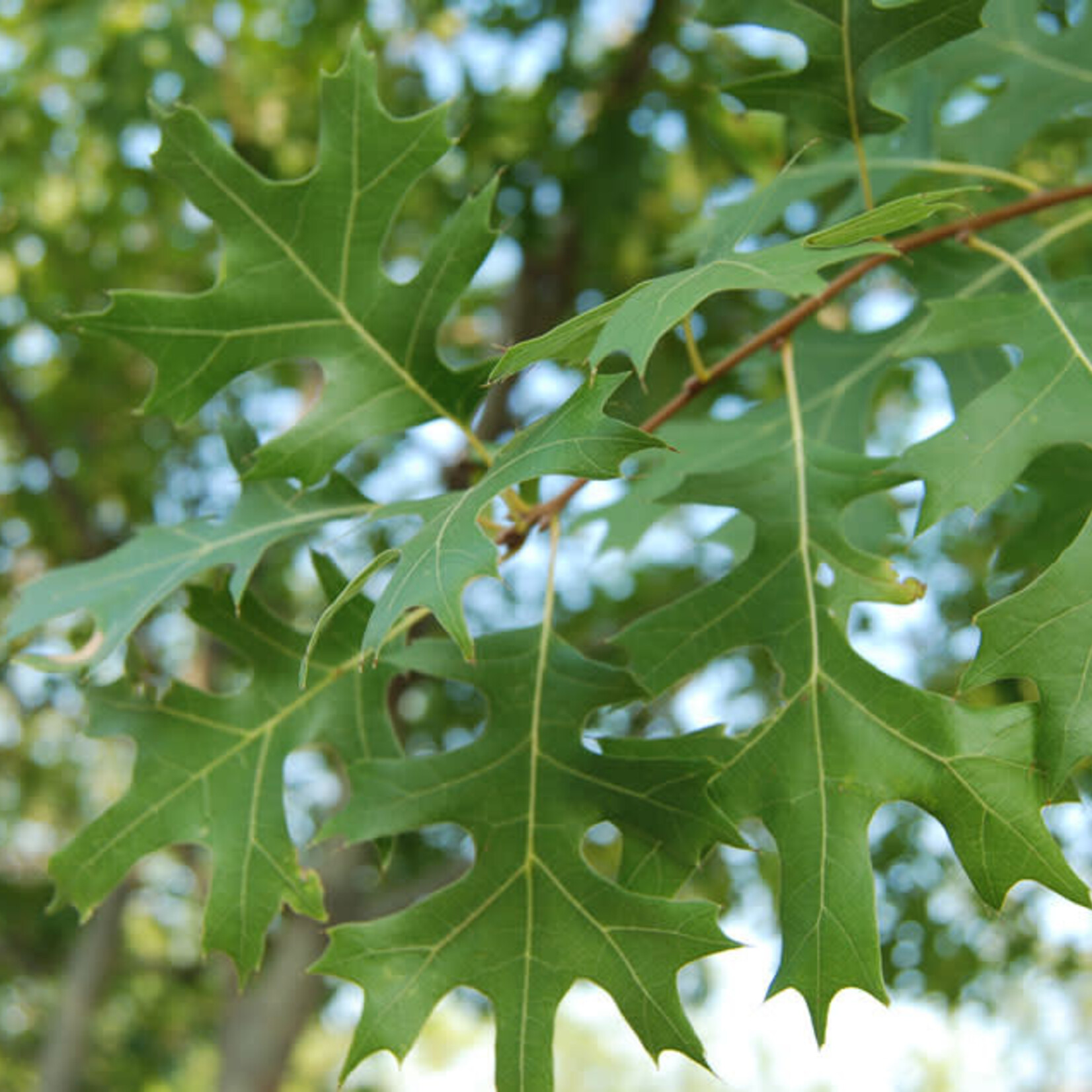 OAK, 'SHUMARD RED', 15G