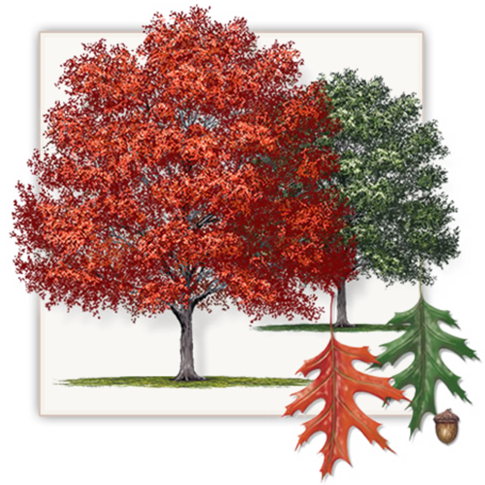 OAK, 'SHUMARD RED', 15G