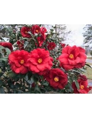 Camellia 'Royal Velvet' 3G