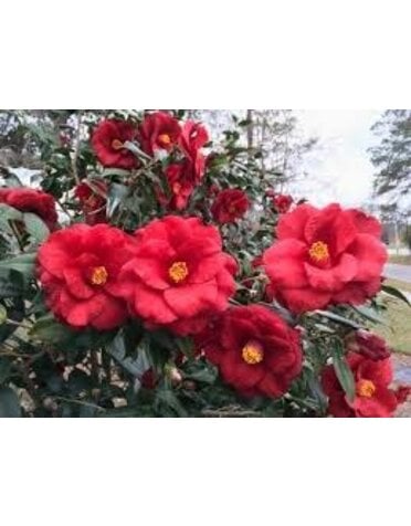 Camellia 'Royal Velvet' 3G