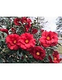 'Royal Velvet' Camellia Deep Red Elegance 3 Gallon