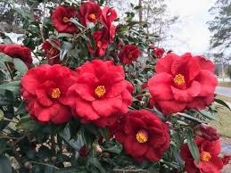 'Royal Velvet' Camellia Deep Red Elegance 3 Gallon