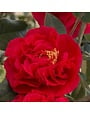 'KRAMER'S SUPREME' CAMELLIA JAPONICA, 3 GALLON