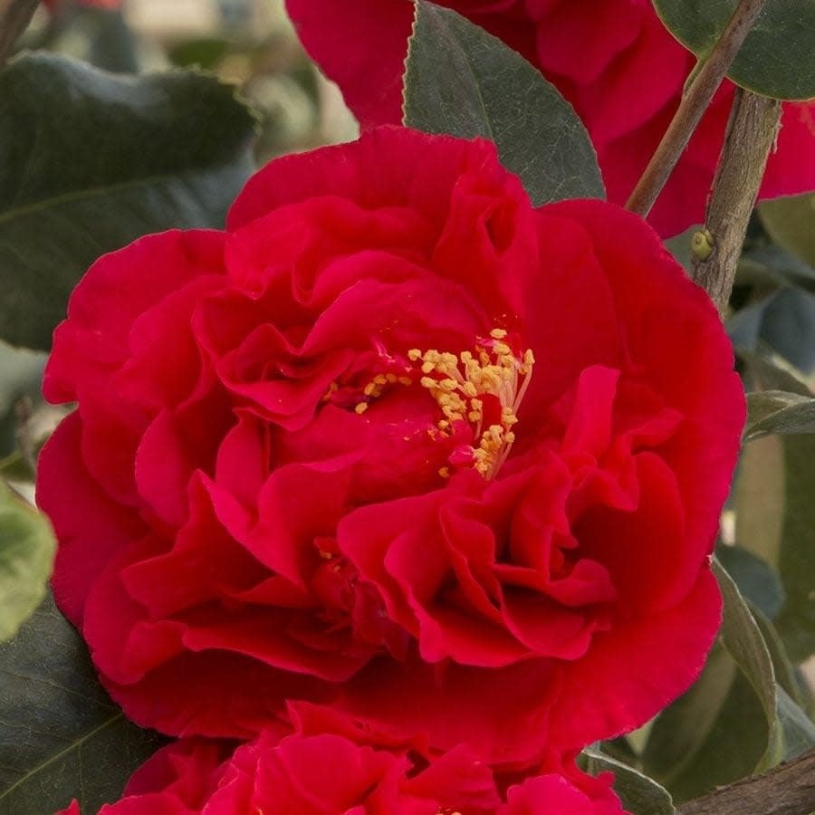 'KRAMER'S SUPREME' CAMELLIA JAPONICA, 3 GALLON