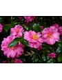 'SHI SHI GASHIRA' CAMELLIA SASANQUA, 3 GALLON