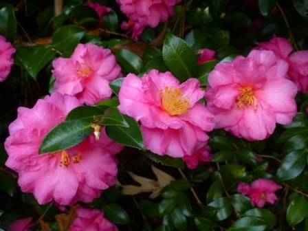 'SHI SHI GASHIRA' CAMELLIA SASANQUA, 3 GALLON