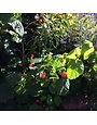 Red Turk's Cap 1 Gallon - Native Hummingbird Magnet