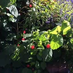 RED TURKS CAP PLANT, 1 GALLON