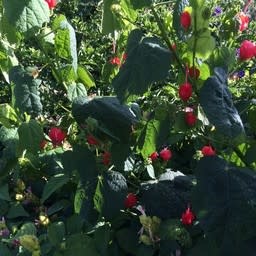 RED TURKS CAP PLANT, 1 GALLON