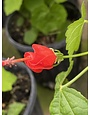 Red Turk's Cap 1 Gallon - Native Hummingbird Magnet