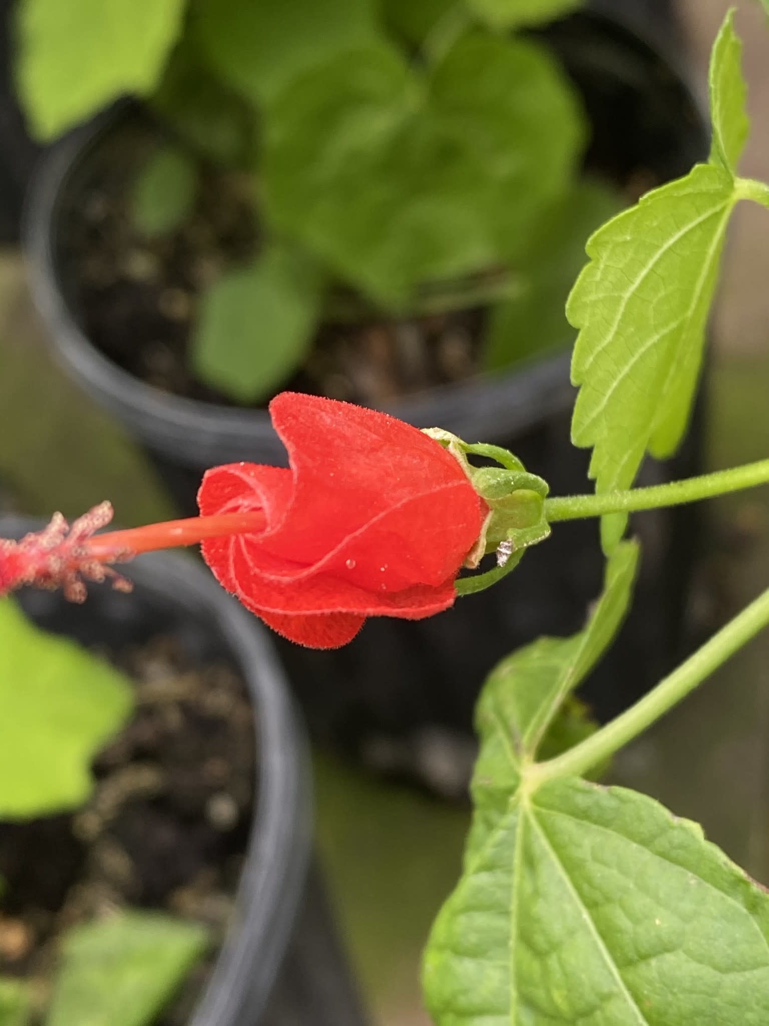 Red Turk's Cap 1 Gallon - Native Hummingbird Magnet