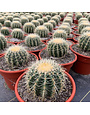 BARREL CACTUS