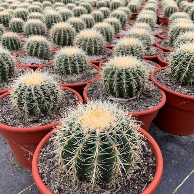 BARREL CACTUS