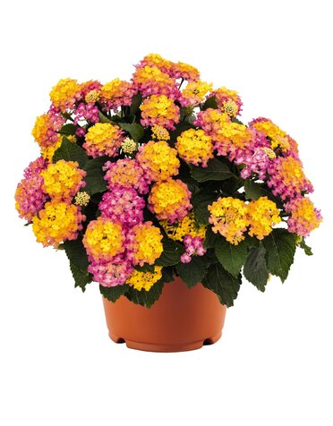 LANTANA, 'HAVANA SUNSET', 1G*