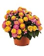 'HAVANA SUNSET' LANTANA, 1 GALLON