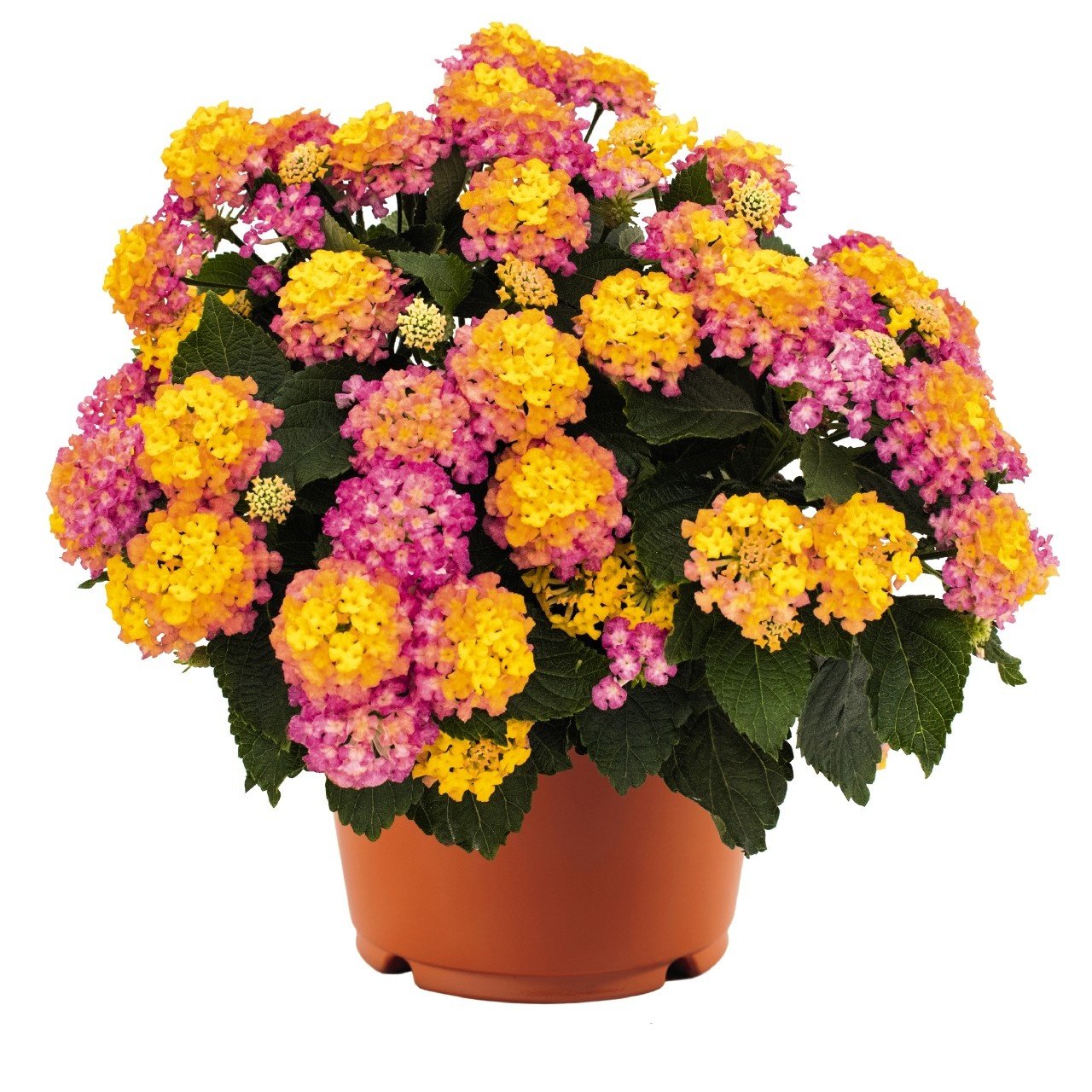 'HAVANA SUNSET' LANTANA, 1 GALLON
