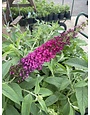 'CRANRAZZ'™ HUMDINGER® BUTTERFLY BUSH, 3 GALLON