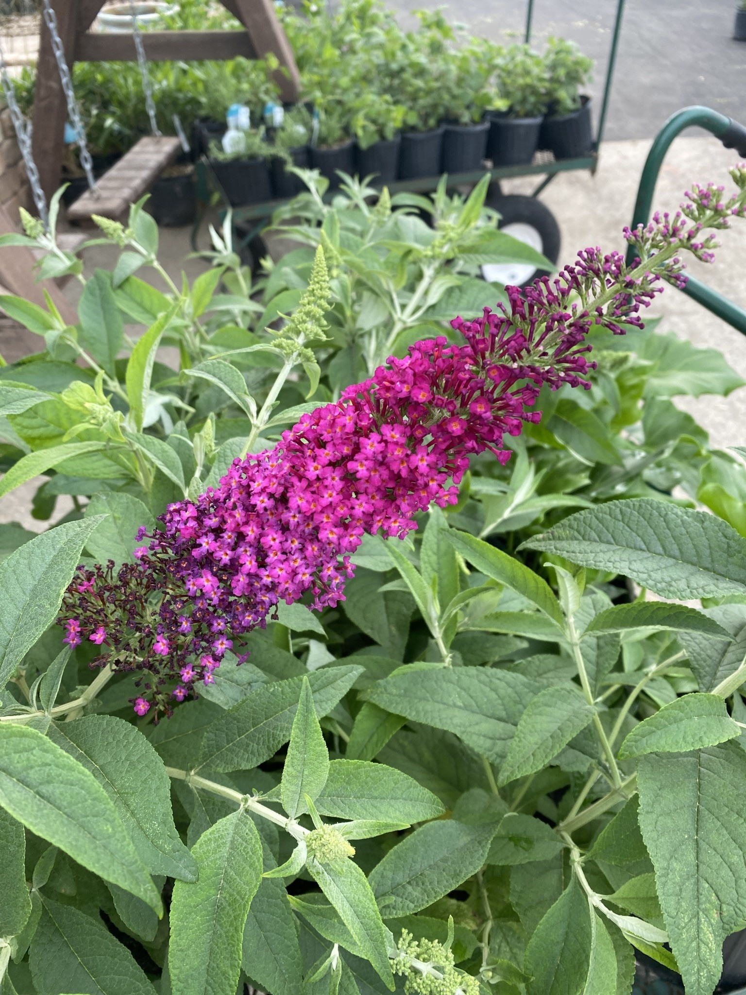'CRANRAZZ'™ HUMDINGER® BUTTERFLY BUSH, 3 GALLON