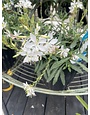 'GRACEFUL WHITE' GAURA, 1 GALLON