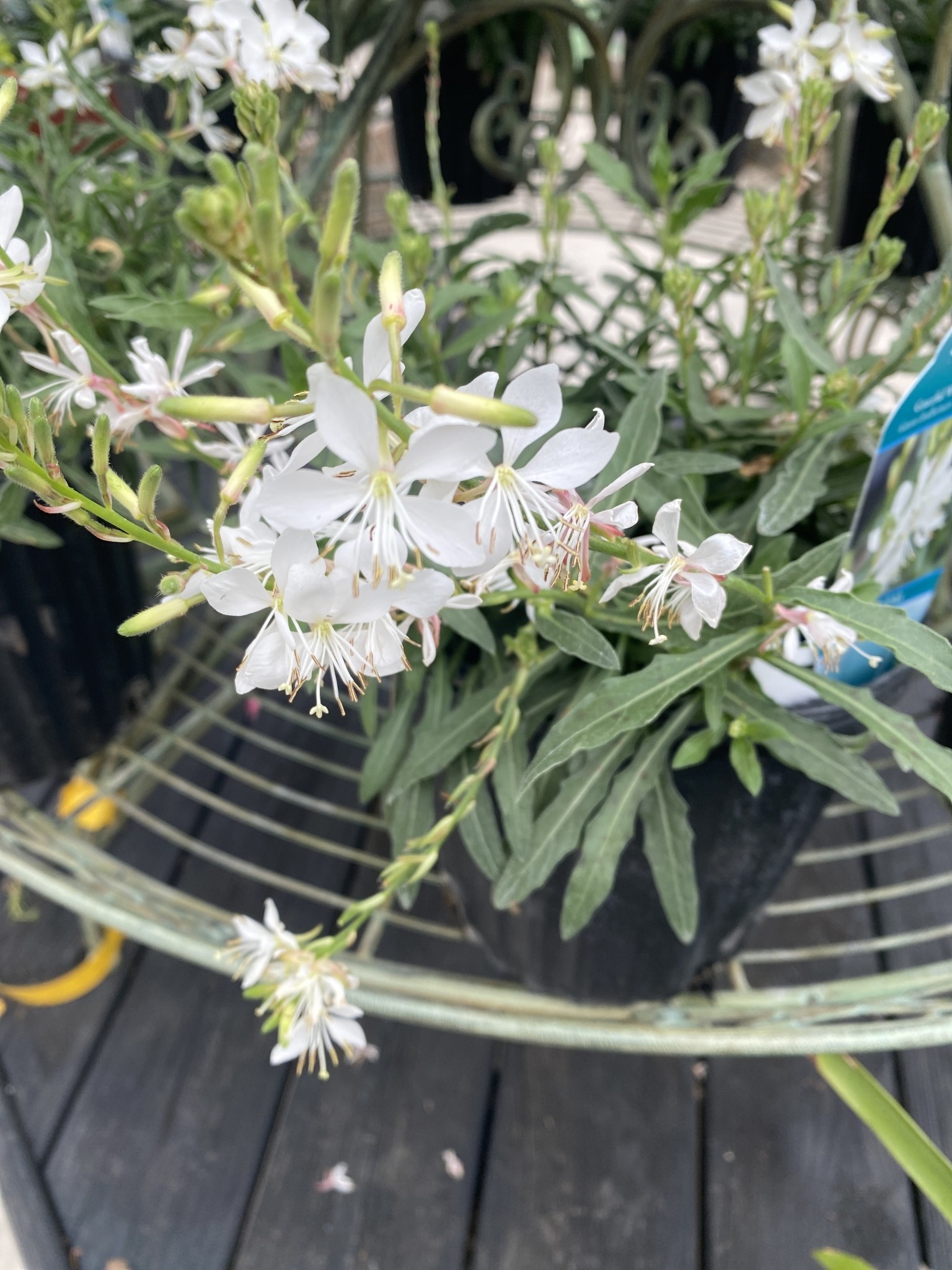 GAURA, 'GRACEFUL WHITE' 1G
