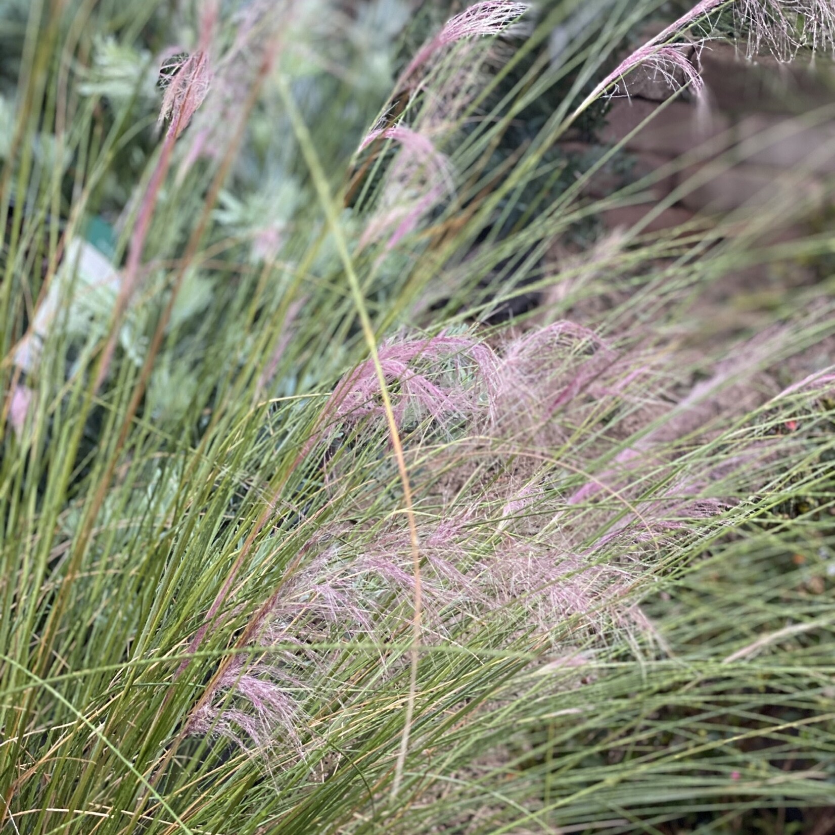 GRASS, PINK MUHLY, 3G