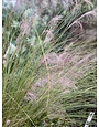 'PINK MUHLY' GRASS, 3 GALLON