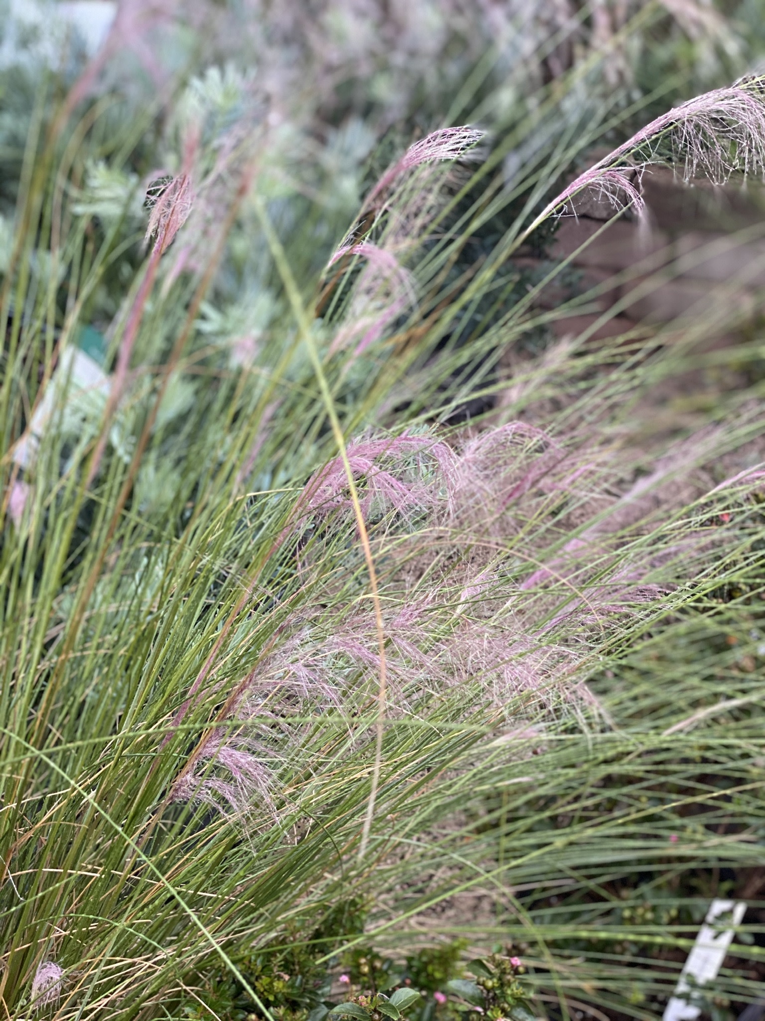 Pink Muhly Grass 3 Gallon - Muhlenbergia capillaris