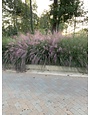 Pink Muhly Grass 3 Gallon - Muhlenbergia capillaris