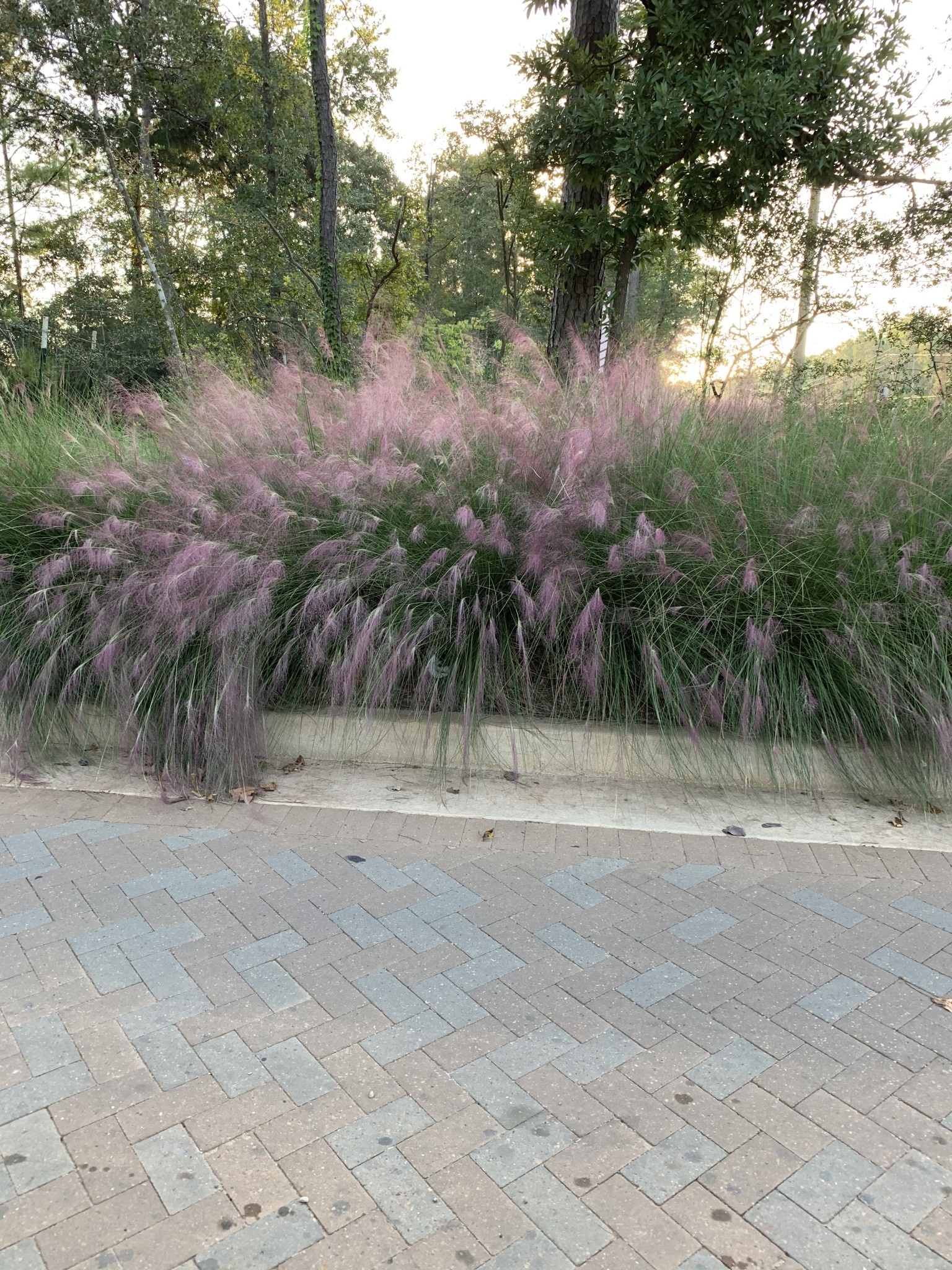 'PINK MUHLY' GRASS, 3 GALLON