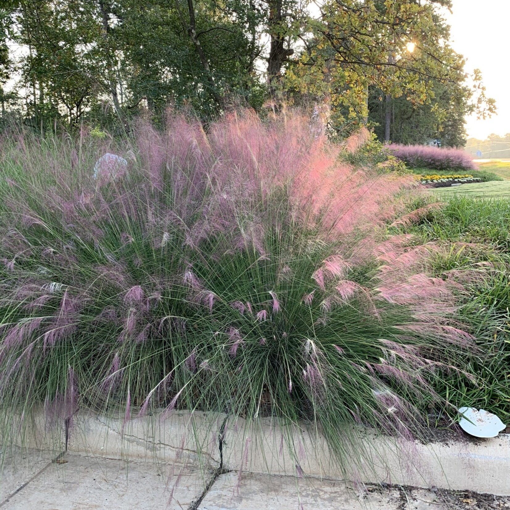 GRASS, PINK MUHLY, 3G