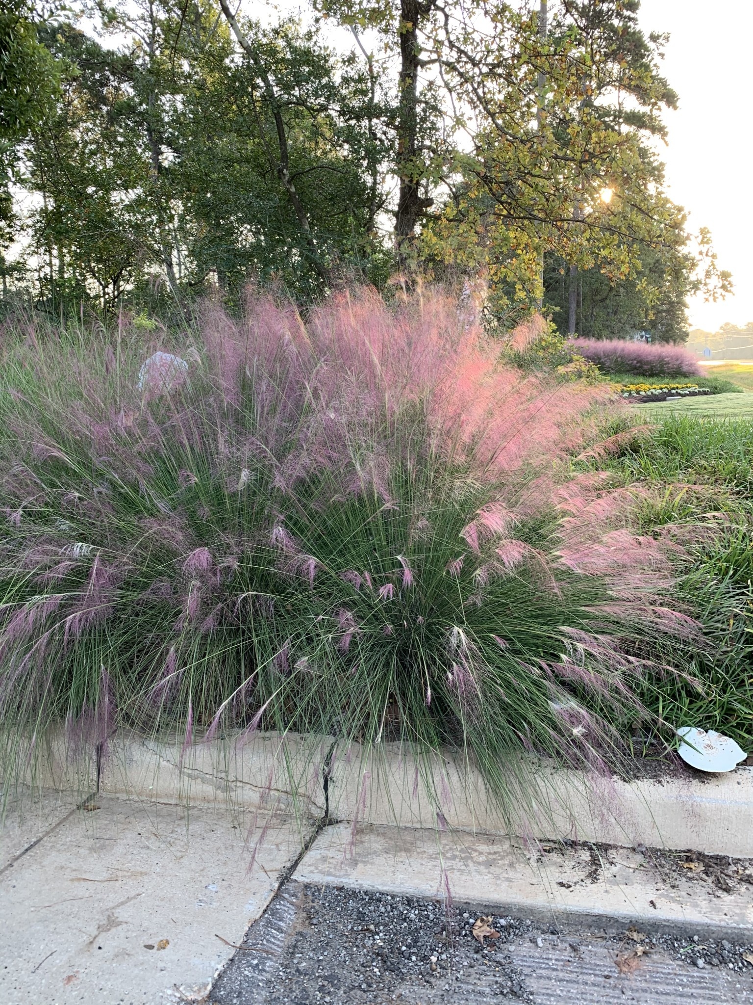 'PINK MUHLY' GRASS, 3 GALLON