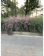 GRASS, PINK MUHLY, 1G