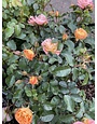'DRIFT PEACH' ROSE, 3 GALLON